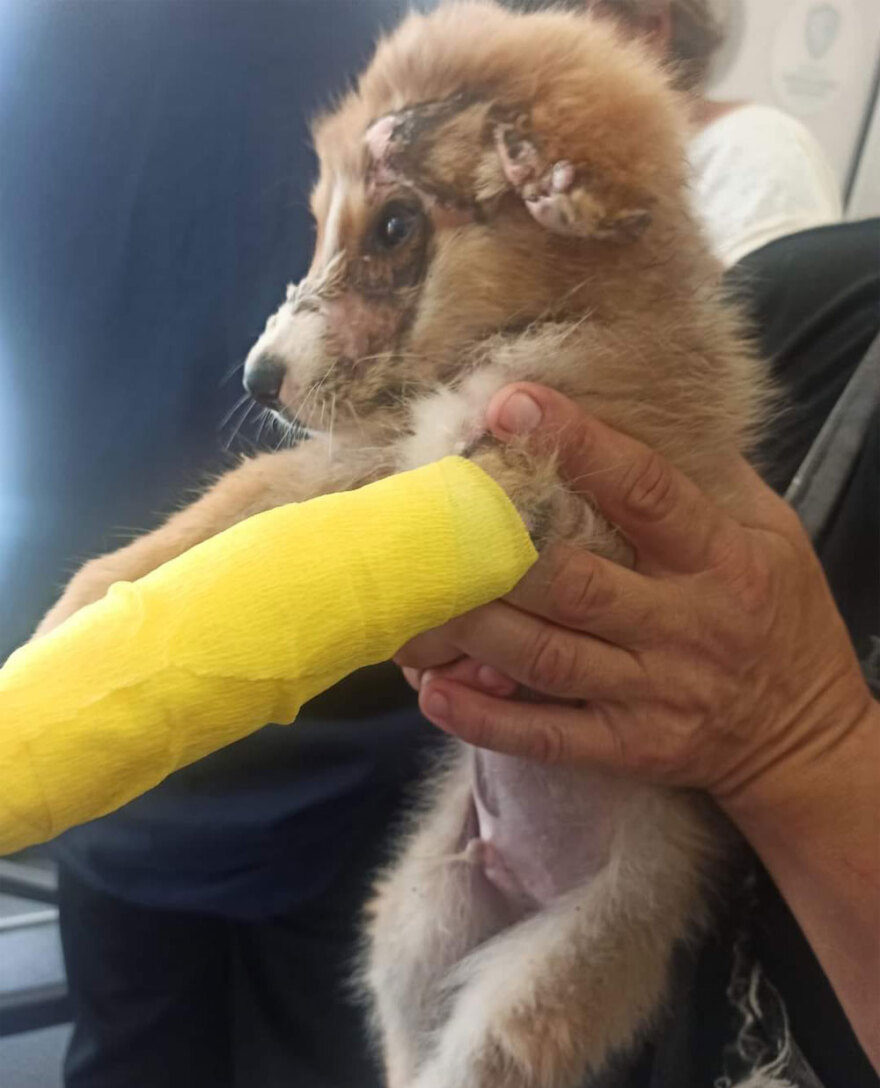 Θεσσαλονίκη: Προκάλεσε εγκαύματα σε κουτάβι και έλεγε «μη στεναχωριέστε, του ρίχνω λεμόνι»