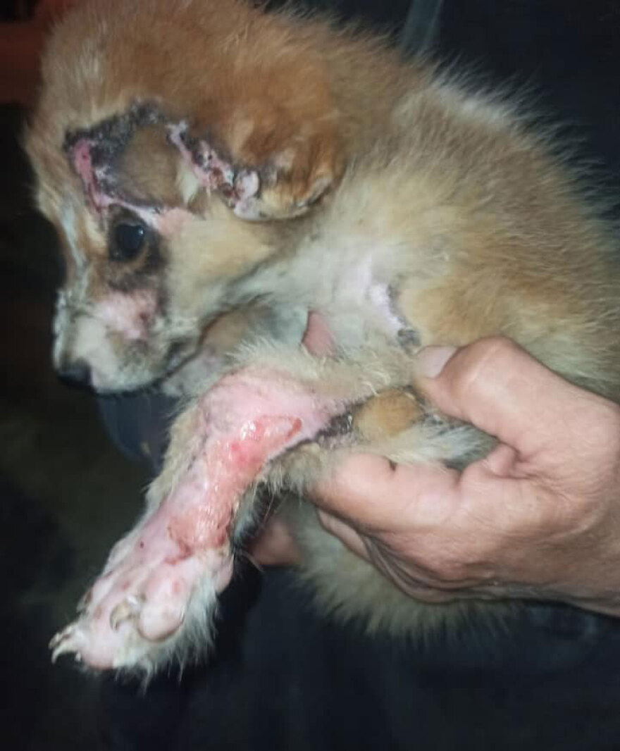 Θεσσαλονίκη: Προκάλεσε εγκαύματα σε κουτάβι και έλεγε «μη στεναχωριέστε, του ρίχνω λεμόνι»