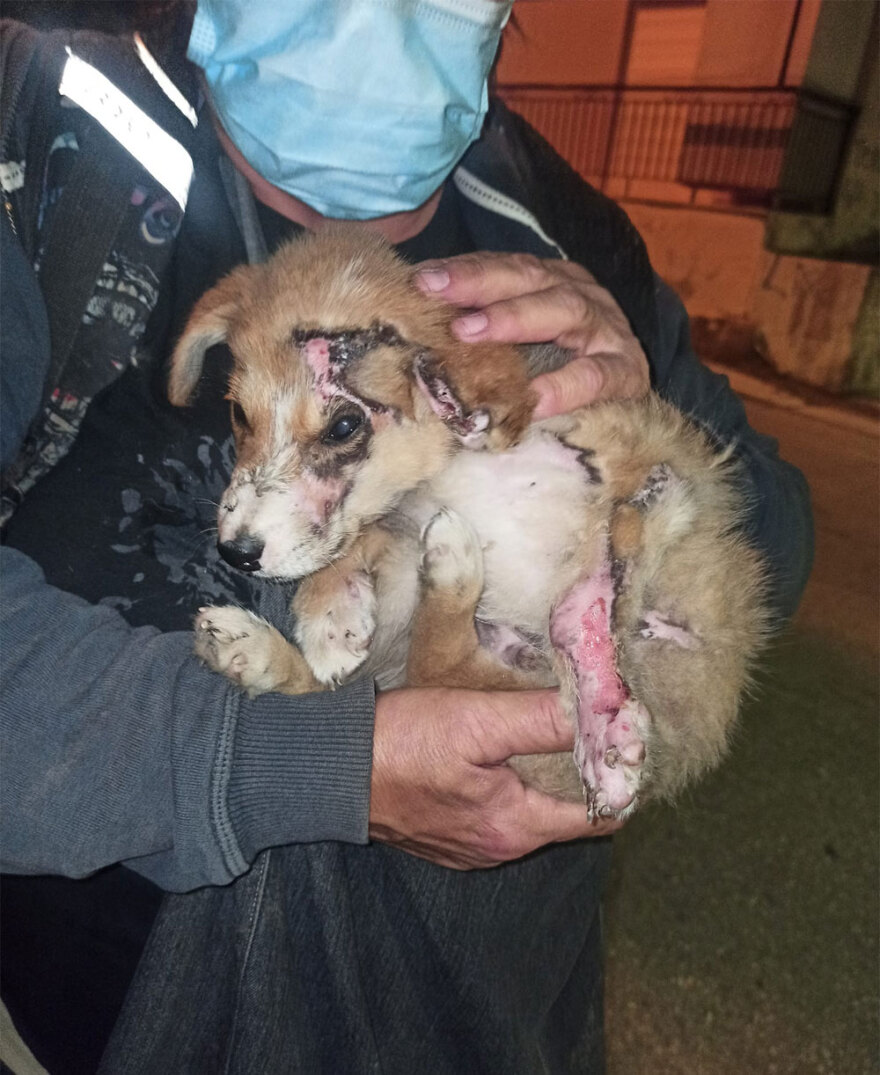 Θεσσαλονίκη: Προκάλεσε εγκαύματα σε κουτάβι και έλεγε «μη στεναχωριέστε, του ρίχνω λεμόνι»