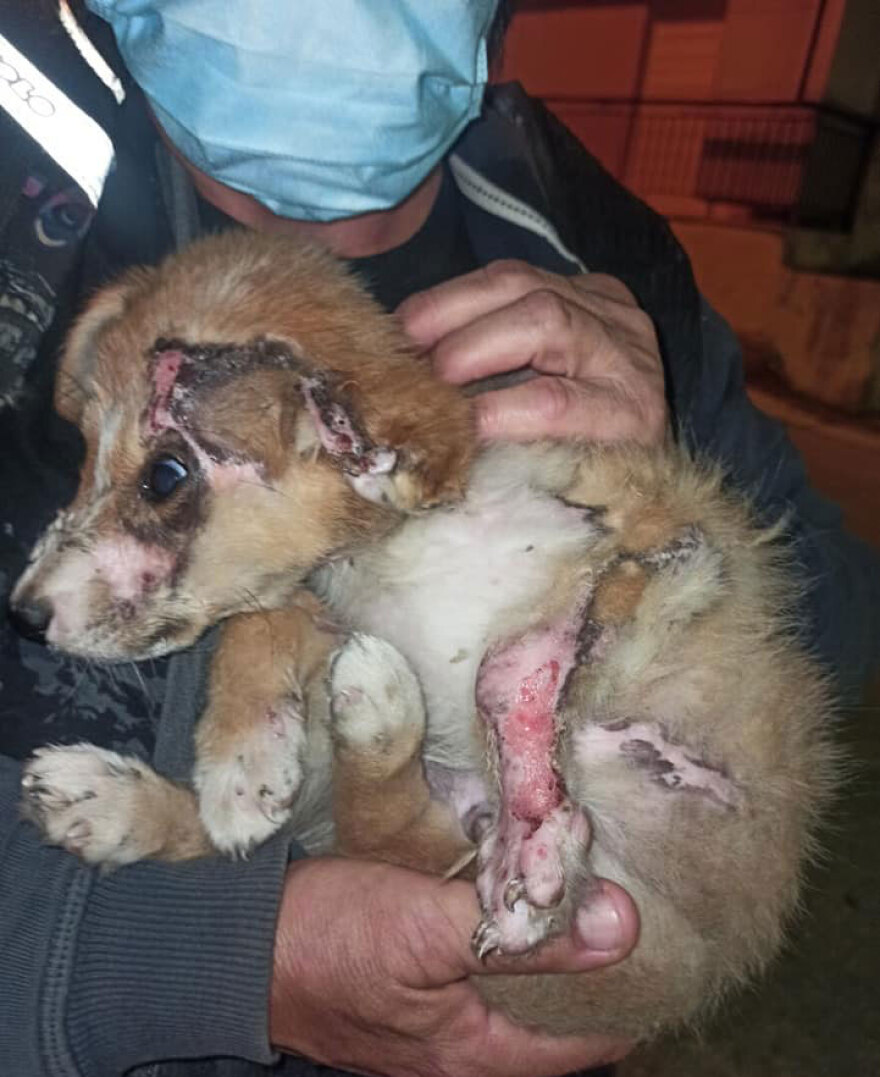 Θεσσαλονίκη: Προκάλεσε εγκαύματα σε κουτάβι και έλεγε «μη στεναχωριέστε, του ρίχνω λεμόνι»