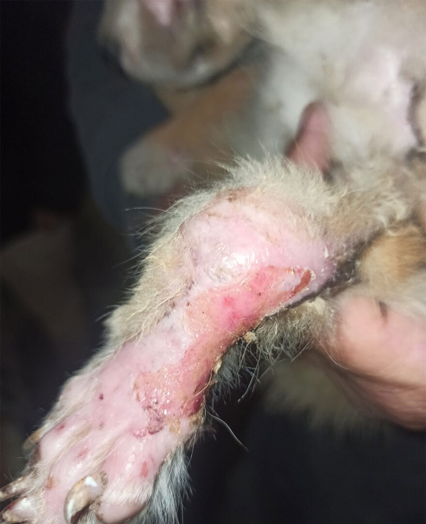 Θεσσαλονίκη: Προκάλεσε εγκαύματα σε κουτάβι και έλεγε «μη στεναχωριέστε, του ρίχνω λεμόνι»