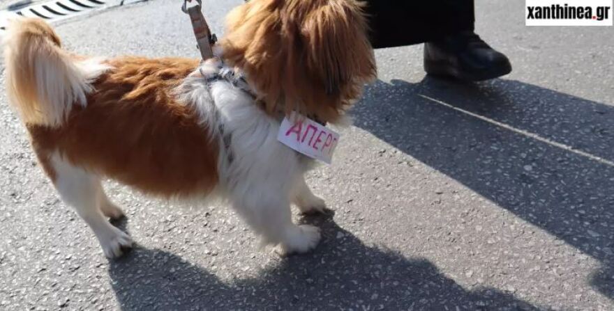 Ξάνθη: Ο σκύλος... απεργός που έκλεψε την παράσταση στην πορεία