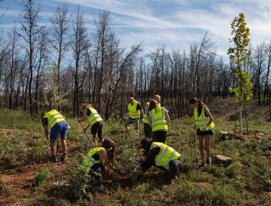 Βαρυμπόμπη: Το ΤΑΤΟΪ Club ολοκλήρωσε την αναδάσωση 77.000 τ.μ. 