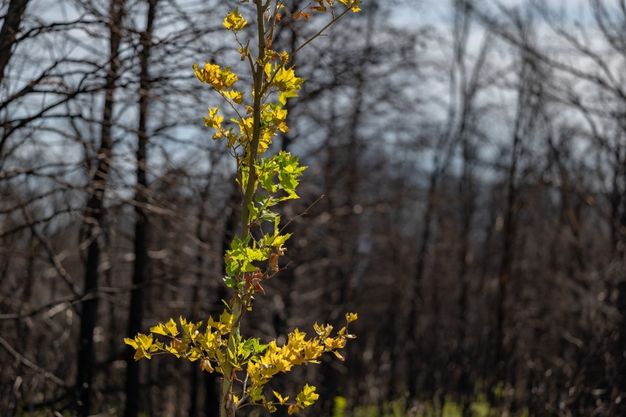 Βαρυμπόμπη: Το ΤΑΤΟΪ Club ολοκλήρωσε την αναδάσωση 77.000 τ.μ. 
