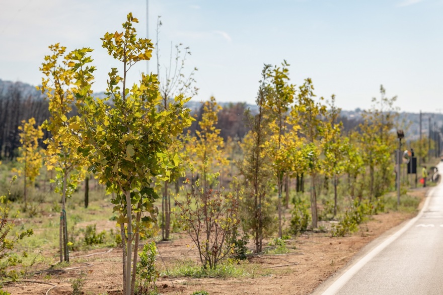 Βαρυμπόμπη: Το ΤΑΤΟΪ Club ολοκλήρωσε την αναδάσωση 77.000 τ.μ. 