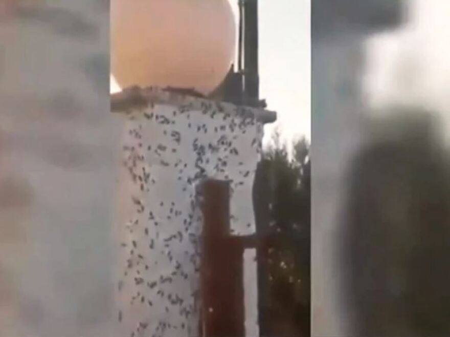 Δυτική Αχαΐα: Επιδρομή από χιλιάδες σκαθάρια στο χωριό Μετόχι - Κατακλύζουν ένα ένα τα σπίτια