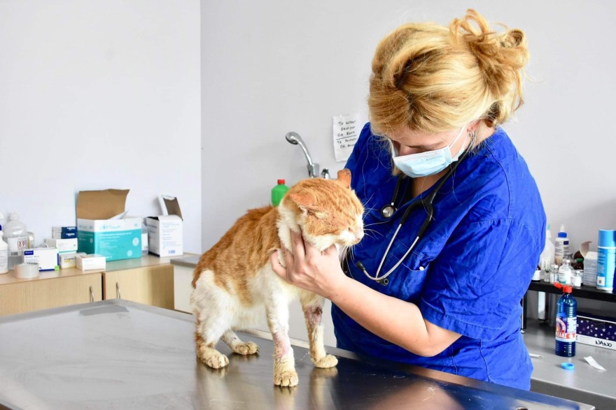 Καματερό: Πάνω από 1.000 αδέσποτα ζώα έχουν βοηθηθεί στο πρώτο Δημοτικό Κτηνιατρείο της Ελλάδας