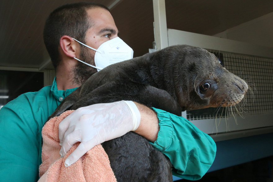 Κρήτη: Μωρό φώκια 10 ημερών ταξίδεψε στην Αθήνα για να το περιθάλψουν