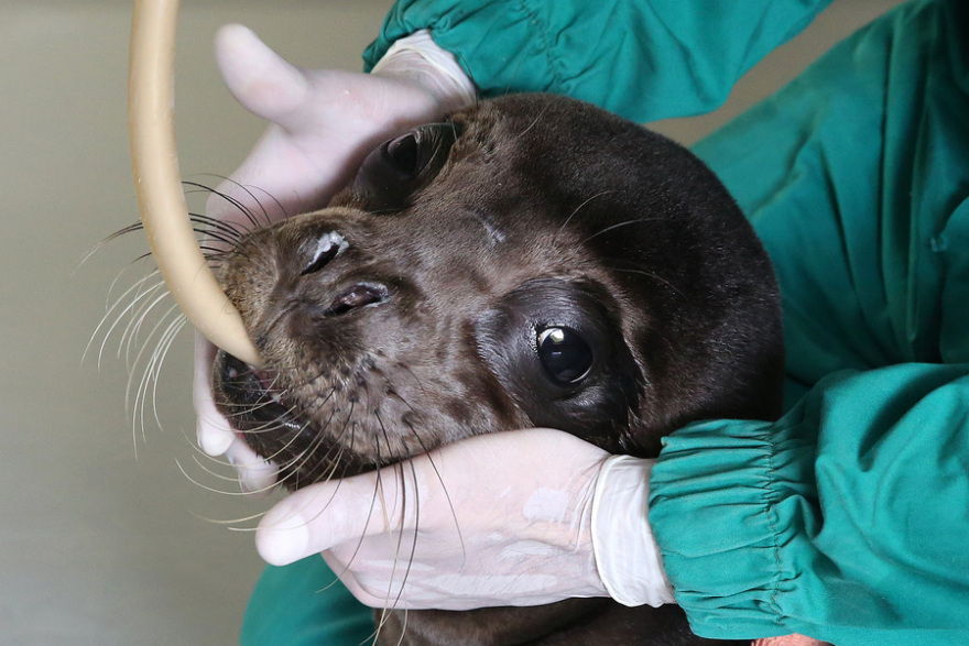 Κρήτη: Μωρό φώκια 10 ημερών ταξίδεψε στην Αθήνα για να το περιθάλψουν