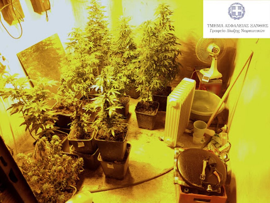  Ο «Jack» βρήκε εργαστήριο υδροπονικής κάνναβης στην Ξάνθη