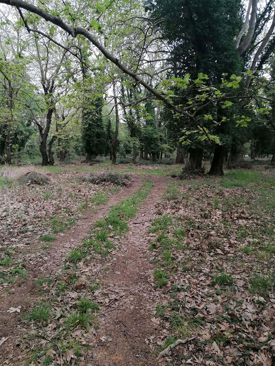 Φθιώτιδα: Σε «καραντίνα» πλατάνια σε έκταση 1.000 στρεμμάτων - Η επιδημία που τα «θερίζει»