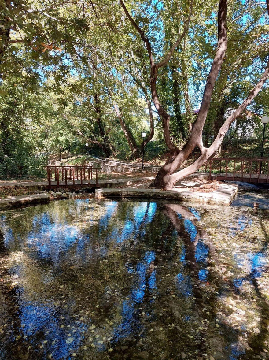 Φθιώτιδα: Σε «καραντίνα» πλατάνια σε έκταση 1.000 στρεμμάτων - Η επιδημία που τα «θερίζει»