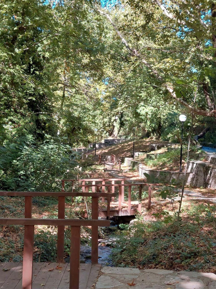 Φθιώτιδα: Σε «καραντίνα» πλατάνια σε έκταση 1.000 στρεμμάτων - Η επιδημία που τα «θερίζει»