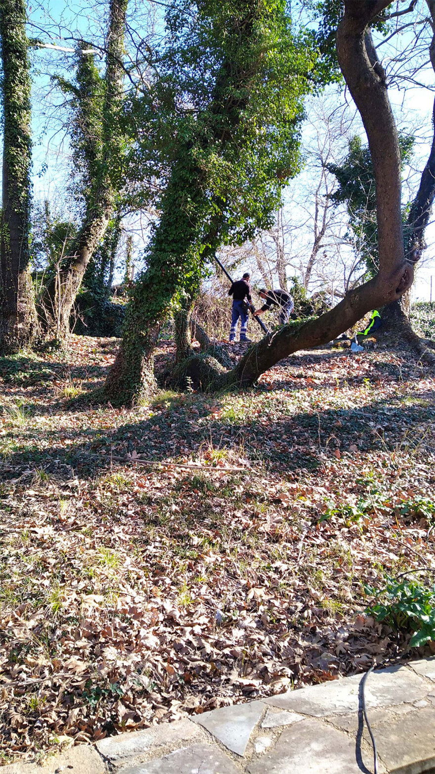 Φθιώτιδα: Σε «καραντίνα» πλατάνια σε έκταση 1.000 στρεμμάτων - Η επιδημία που τα «θερίζει»