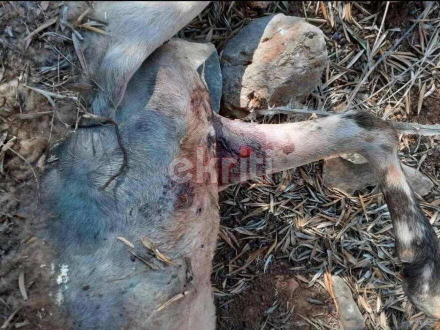 Κρήτη: Σκυλιά κατασπάραξαν πάνω από 100 πρόβατα στη Νεάπολη Λασιθίου