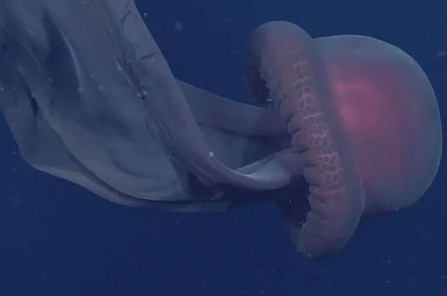 ΗΠΑ: Ερευνητές εντόπισαν την σπάνια μέδουσα «φάντασμα» στα βάθη του Ειρηνικού Ωκεανού (βίντεο)