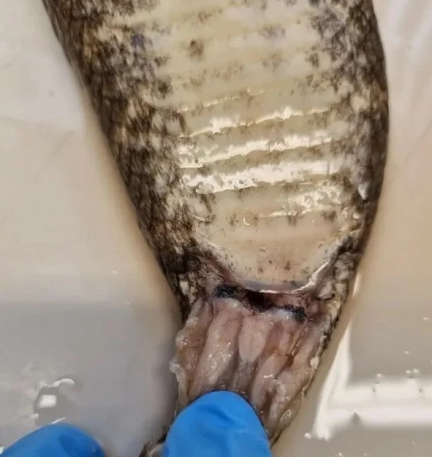 Οι επιστήμονες αποκάλυψαν για πρώτη φορά πως τα φίδια έχουν κλειτορίδα