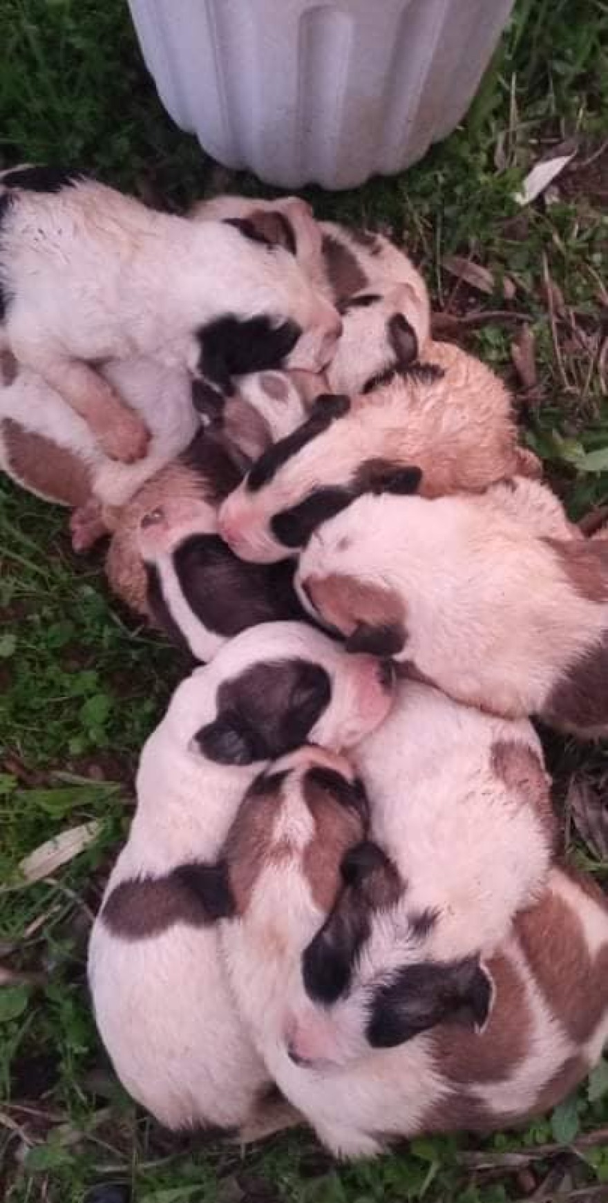 Αλμυρός: Έβαλαν μέσα σε γλάστρα 11 κουτάβια και τα παράτησαν - Δείτε φωτογραφίες