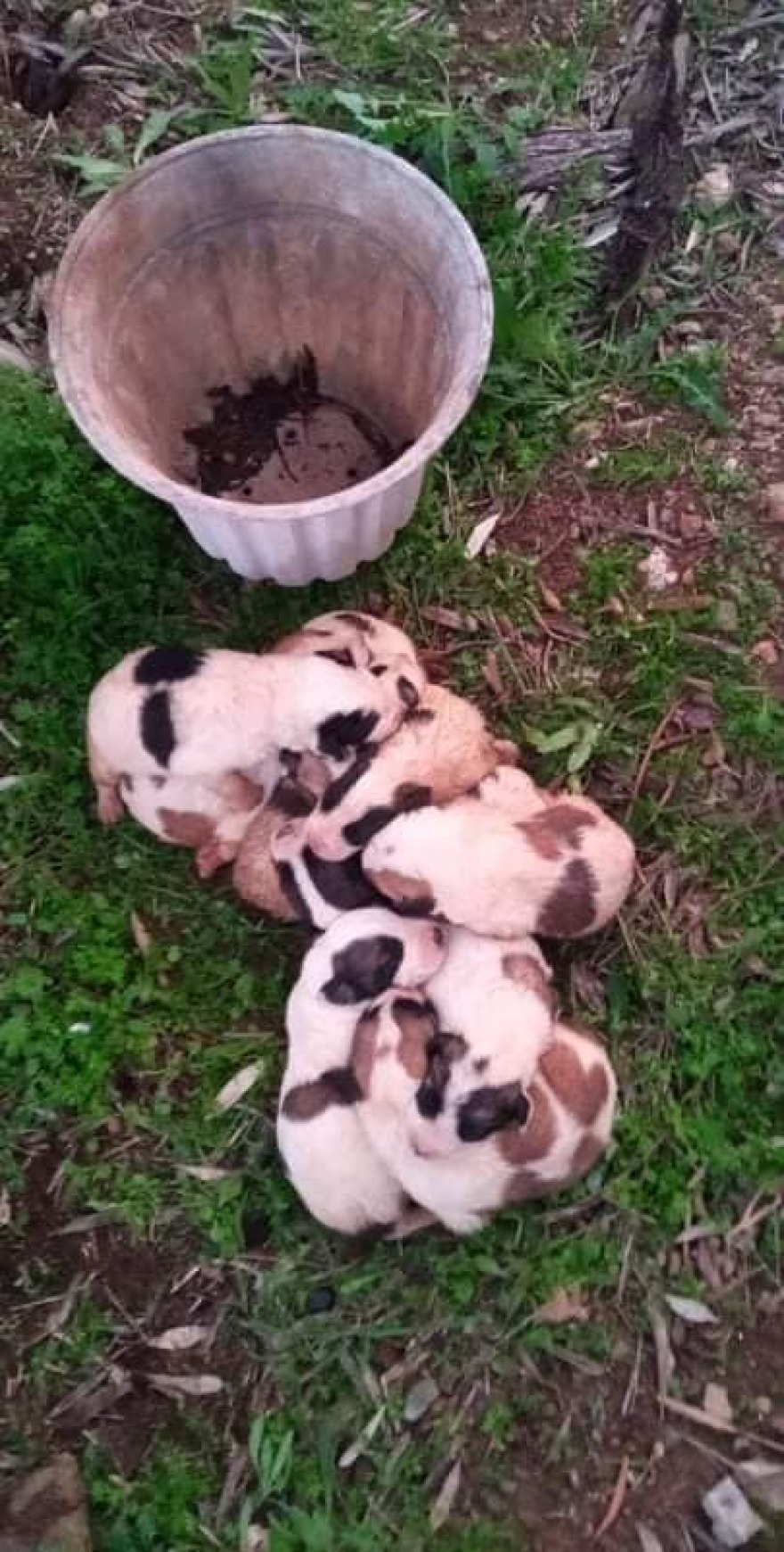 Αλμυρός: Έβαλαν μέσα σε γλάστρα 11 κουτάβια και τα παράτησαν - Δείτε φωτογραφίες