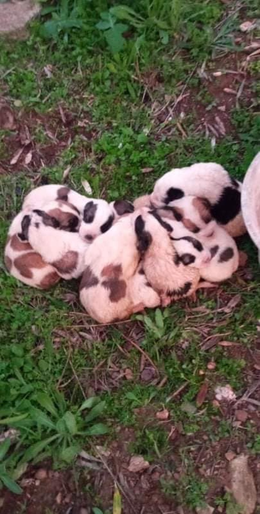 Αλμυρός: Έβαλαν μέσα σε γλάστρα 11 κουτάβια και τα παράτησαν - Δείτε φωτογραφίες