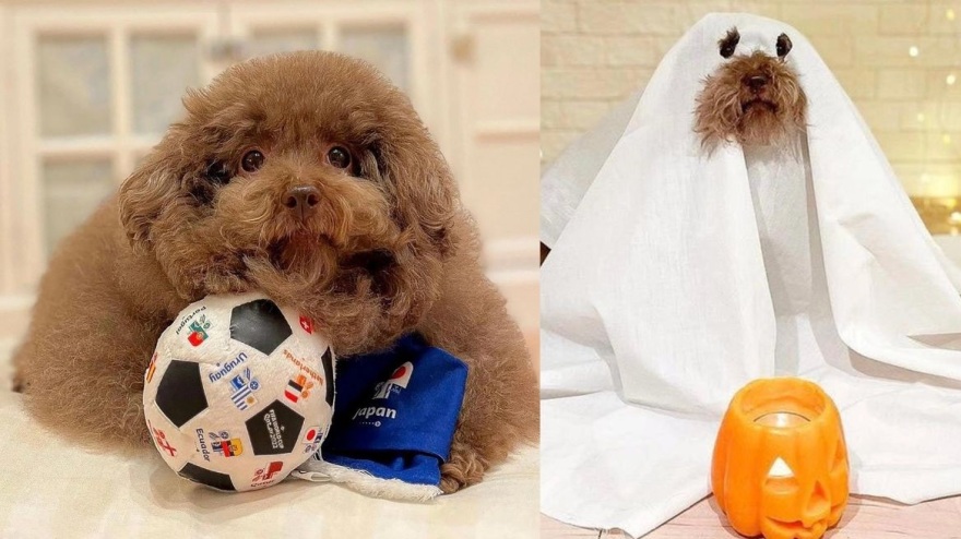 Ιαπωνία: Αυτό το κανίς είναι το πιο στρογγυλό σκυλί του κόσμου