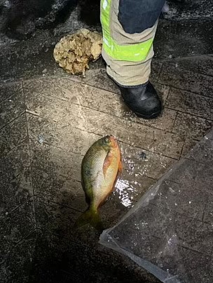 Βερολίνο: Σαν... βόμβα έσκασε το ενυδρείο-κόσμημα του ξενοδοχείου «Radisson Blu»