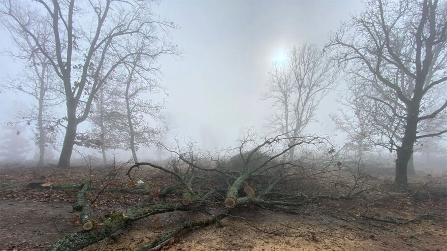 Υλοτόμοι είχαν κόψει παράνομα τόνους ξύλου από δάσος στον δήμο Βόλβης - Δείτε φωτογραφίες