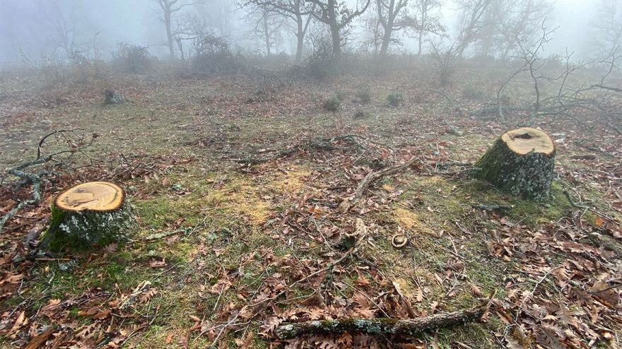 Υλοτόμοι είχαν κόψει παράνομα τόνους ξύλου από δάσος στον δήμο Βόλβης - Δείτε φωτογραφίες