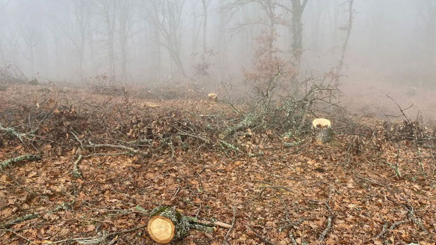 Υλοτόμοι είχαν κόψει παράνομα τόνους ξύλου από δάσος στον δήμο Βόλβης - Δείτε φωτογραφίες