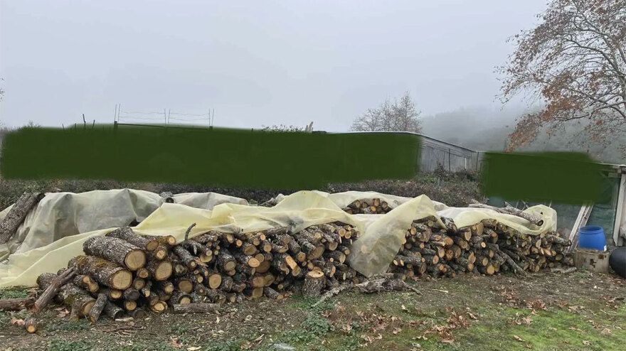 Υλοτόμοι είχαν κόψει παράνομα τόνους ξύλου από δάσος στον δήμο Βόλβης - Δείτε φωτογραφίες