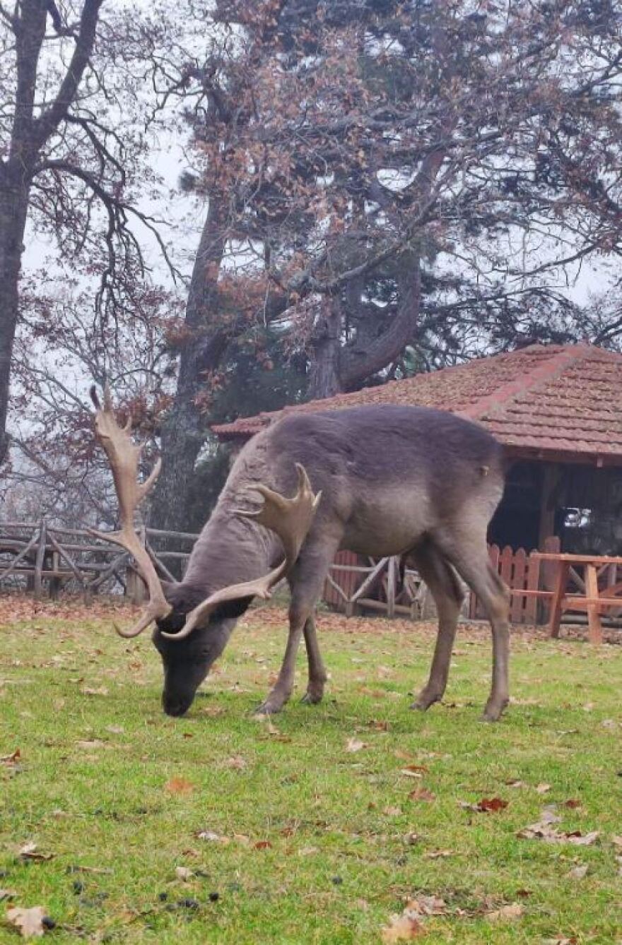 Κοζάνη: Χριστουγεννιάτικη βόλτα με ταράνδους στο Πάρκο Ελαφιών - Δείτε βίντεο και φωτογραφίες