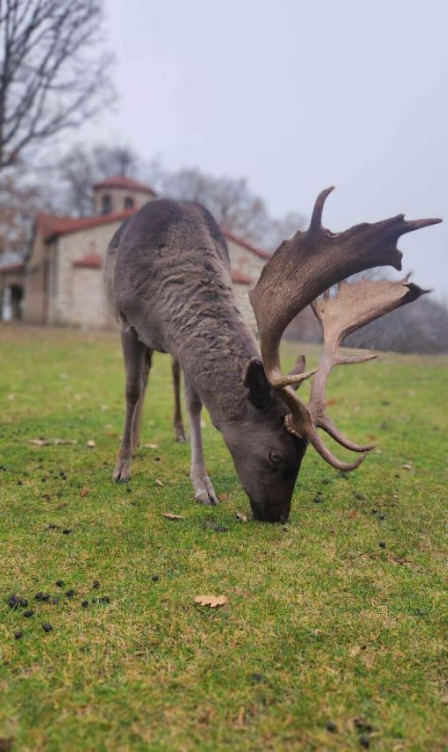 Κοζάνη: Χριστουγεννιάτικη βόλτα με ταράνδους στο Πάρκο Ελαφιών - Δείτε βίντεο και φωτογραφίες