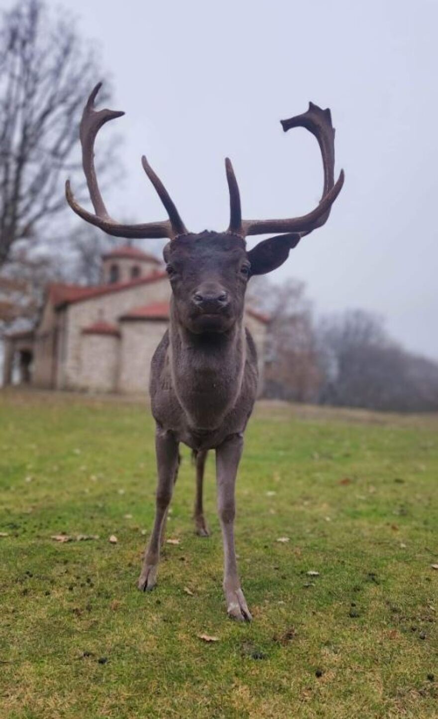Κοζάνη: Χριστουγεννιάτικη βόλτα με ταράνδους στο Πάρκο Ελαφιών - Δείτε βίντεο και φωτογραφίες