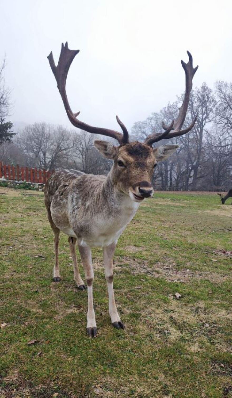 Κοζάνη: Χριστουγεννιάτικη βόλτα με ταράνδους στο Πάρκο Ελαφιών - Δείτε βίντεο και φωτογραφίες