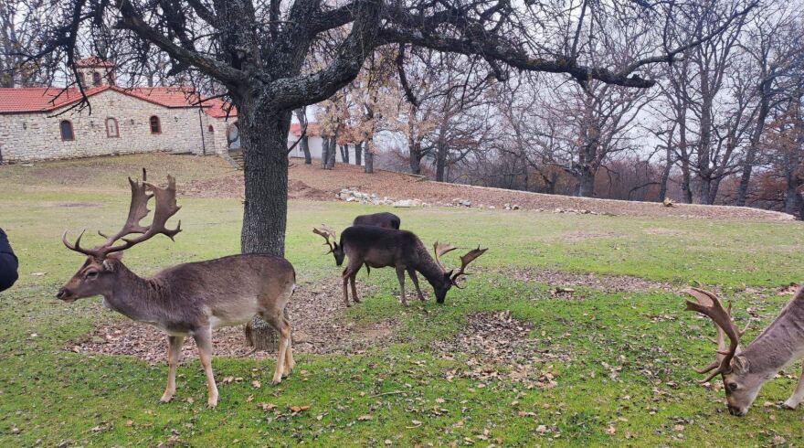Κοζάνη: Χριστουγεννιάτικη βόλτα με ταράνδους στο Πάρκο Ελαφιών - Δείτε βίντεο και φωτογραφίες