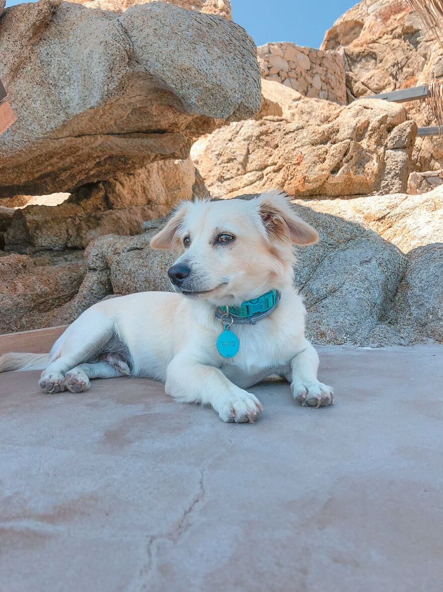 Φονική μηχανή το Ντόγκο Αρτζεντίνο - Μιλάει το κορίτσι της οικογένειας που έχασε τον «Πάκο»