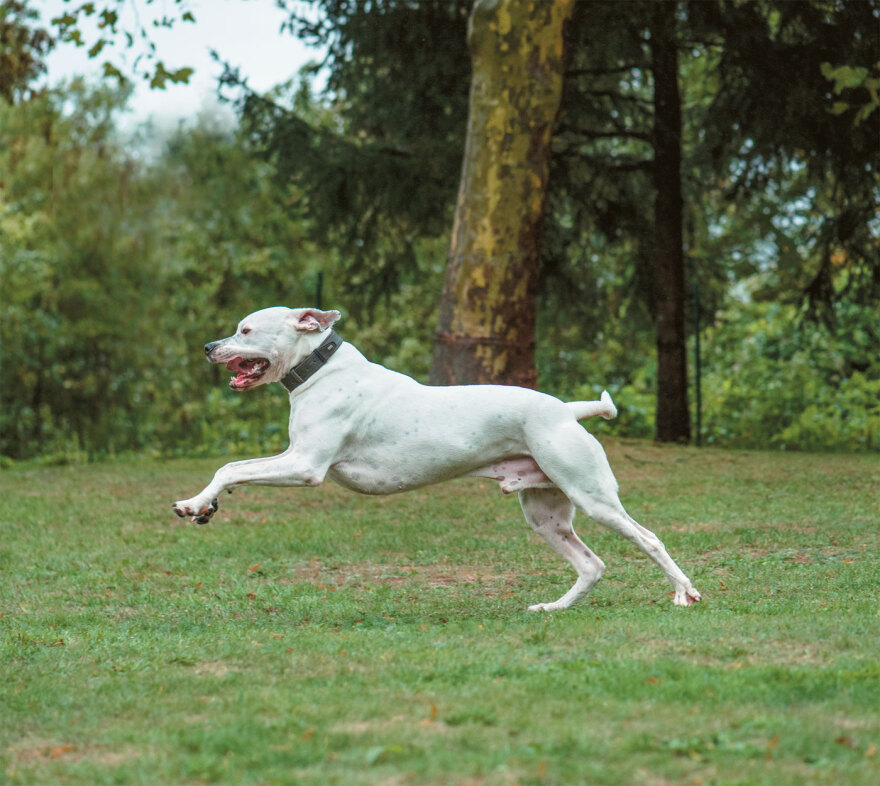 Φονική μηχανή το Ντόγκο Αρτζεντίνο - Μιλάει το κορίτσι της οικογένειας που έχασε τον «Πάκο»