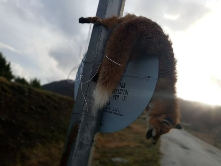 Μέτσοβο: Βάναυσες εικόνες, σκότωσαν και κρέμασαν αλεπού σε πινακίδα!