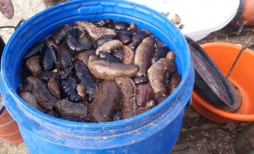 Κυλλήνη: Κατασχέθηκαν 761 κιλά αγγούρια της θάλασσας αξίας έως και 1 εκατ. ευρώ