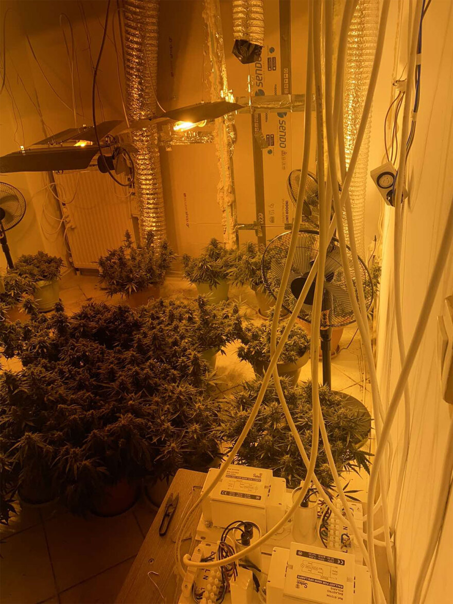 Θεσσαλονίκη: 33χρονος είχε στήσει εργαστήριο καλλιέργειας κάνναβης στο σπίτι του