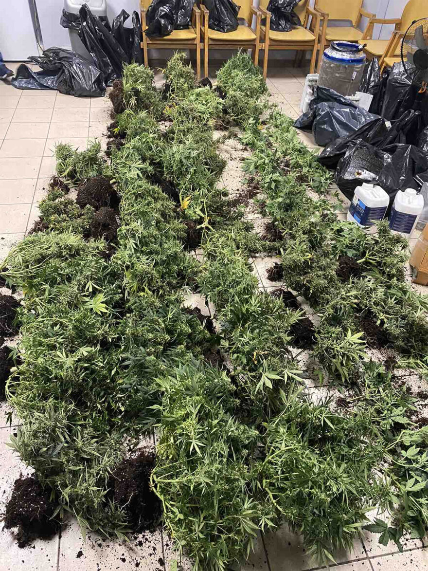 Θεσσαλονίκη: 33χρονος είχε στήσει εργαστήριο καλλιέργειας κάνναβης στο σπίτι του