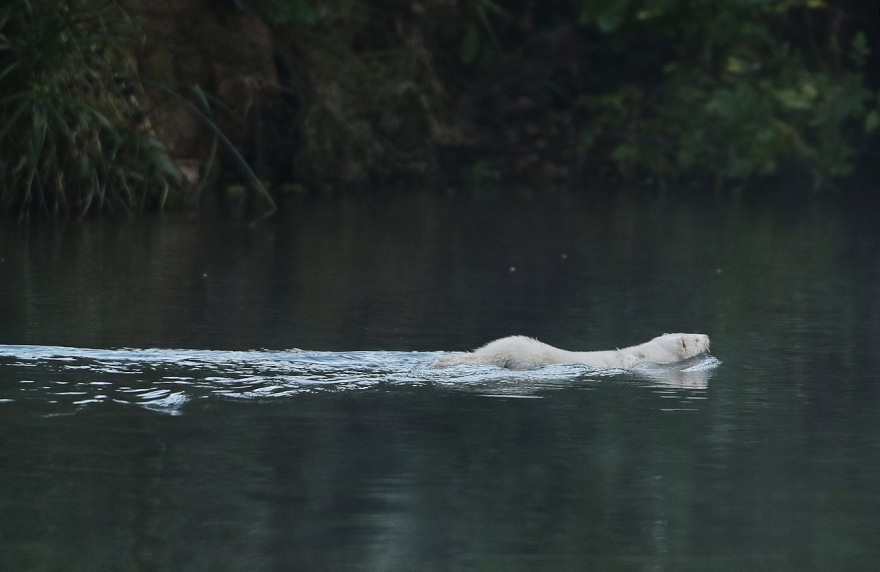 Μινκ κολυμπά στον παγωμένο Κηφισό – Δείτε φωτογραφίες