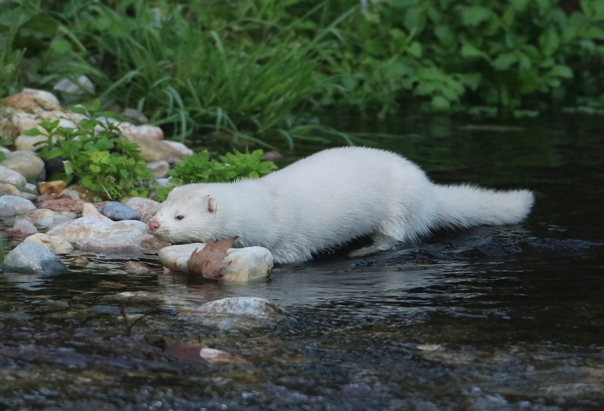 Μινκ κολυμπά στον παγωμένο Κηφισό – Δείτε φωτογραφίες