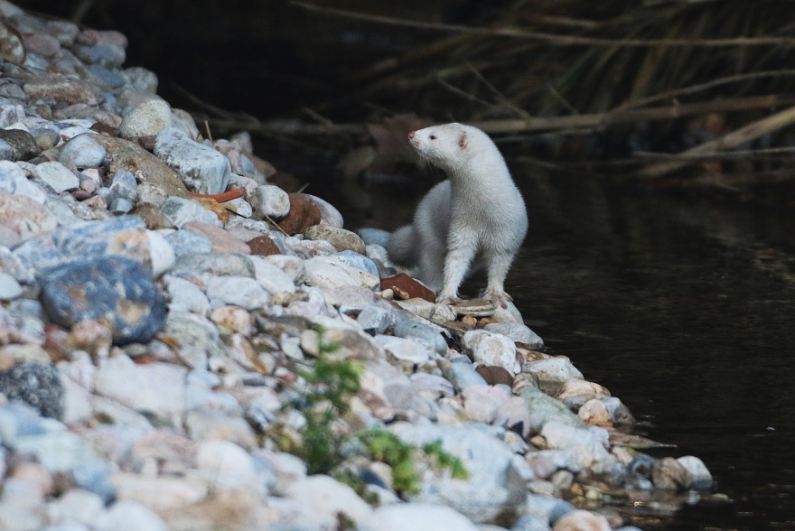Μινκ κολυμπά στον παγωμένο Κηφισό – Δείτε φωτογραφίες