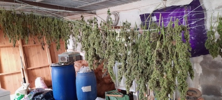 Κρήτη: Έκρυβαν σε θερμοκήπιο 744 χασισόδεντρα και 30 κιλά κάνναβης