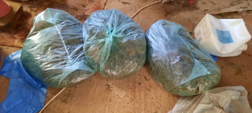 Κρήτη: Έκρυβαν σε θερμοκήπιο 744 χασισόδεντρα και 30 κιλά κάνναβης