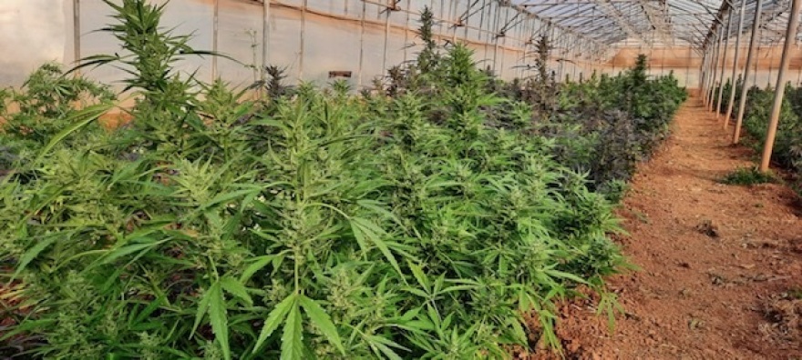 Κρήτη: Έκρυβαν σε θερμοκήπιο 744 χασισόδεντρα και 30 κιλά κάνναβης