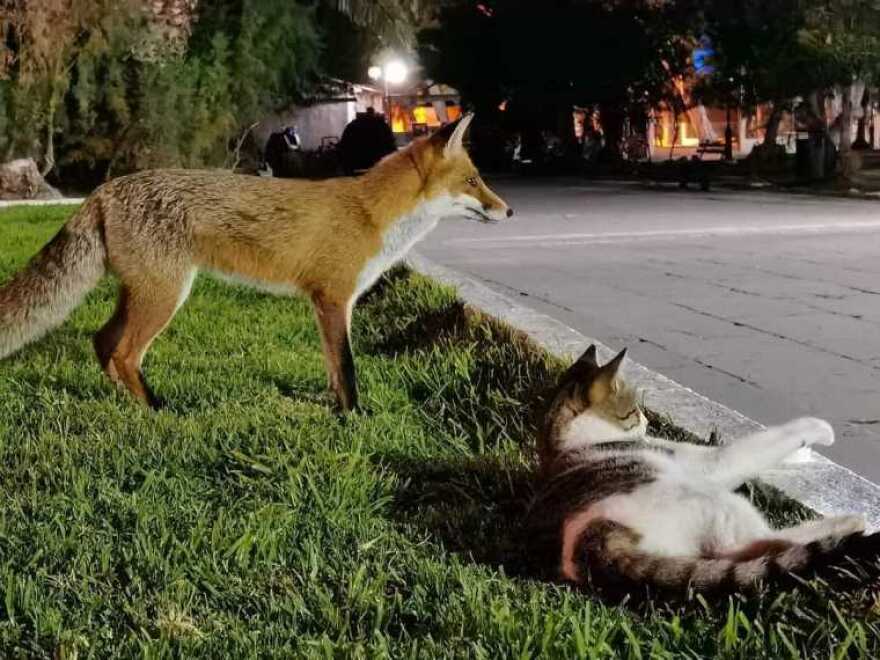 Αλεπού και γάτα έγιναν αχώριστες στο Λουτράκι - Δείτε εικόνες