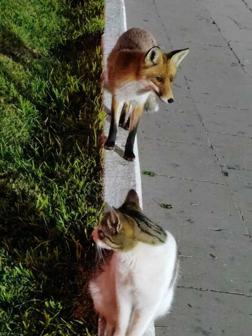 Αλεπού και γάτα έγιναν αχώριστες στο Λουτράκι - Δείτε εικόνες