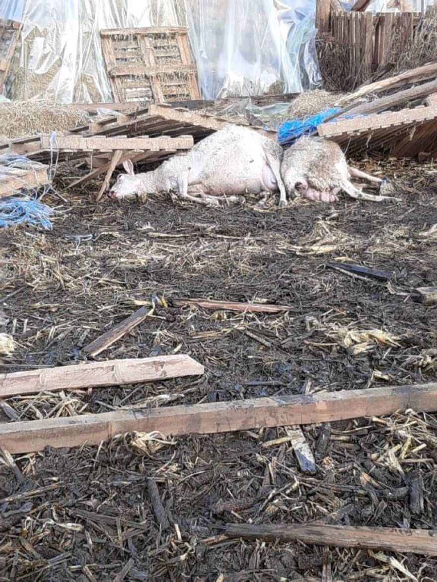 Κακοκαιρία: Ζημιές 30.000 ευρώ από ανεμοστρόβιλο σε κτηνοτροφική μονάδα στο Νεοχώρι Μεσολογγίου